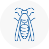 Berwick On Tweed Wasp Nest Removal